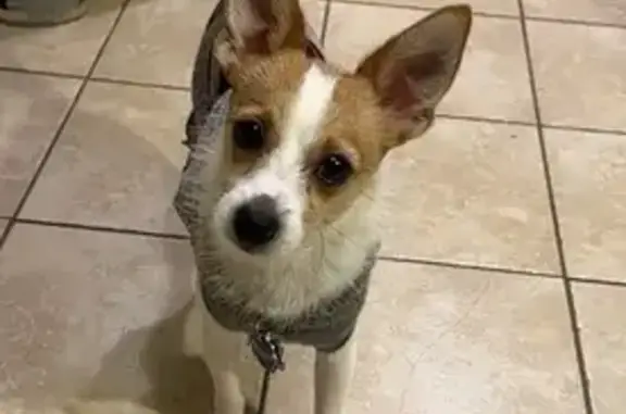 Missing: Fast Jack Russell in Matteson