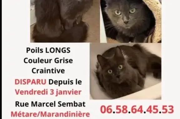 Animaux perdus Saint-Étienne, photo: Chat perdu à Saint-Étienne, Rue Sisley
