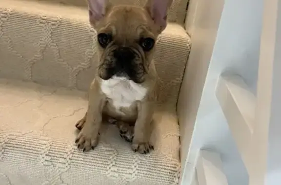 Lost Tan French Bulldog in Charlotte