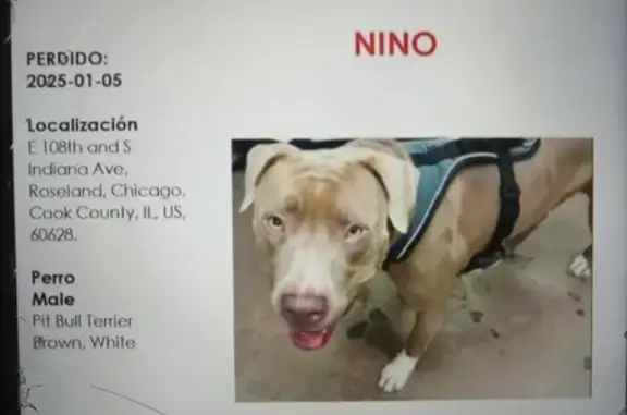 Help Find Missing Dog in North Utica