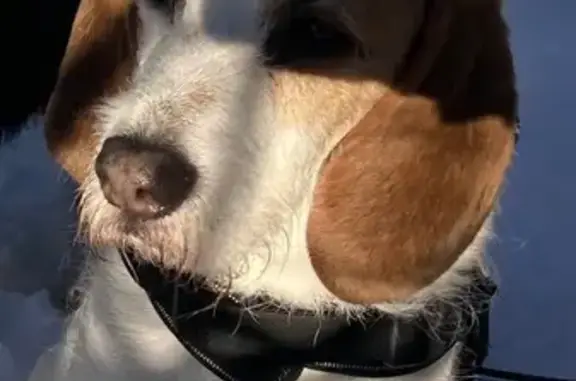 Chien perdu Saint-Martin-d'Hères, photo : Beagle perdu secteur Rocheplane, Saint-Martin