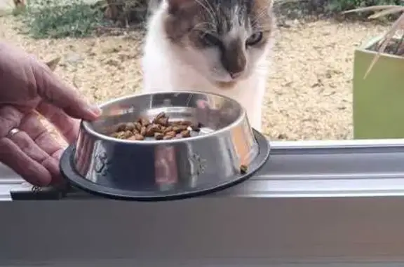 Chat sociable trouvé à Villeneuve-en-Retz - photo