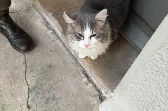 Animaux trouvés Berck, photo: Chaton angora gris-blanc trouvé à Berck