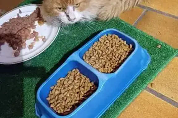Chat trouvé Nouvelle-Aquitaine, photo: Chat peureux beige roux trouvé à Léon