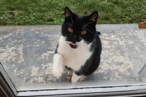 Chat trouvé : mâle noir et blanc, sociable - photo