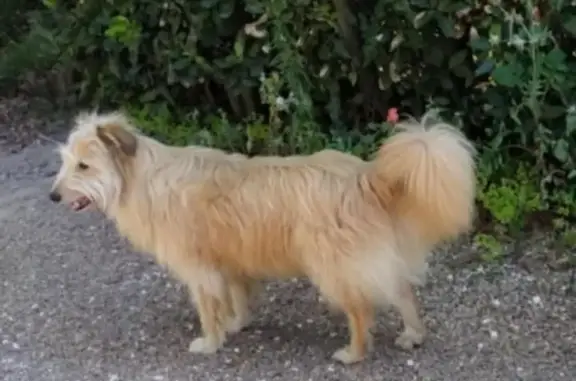 Chien perdu , photo : Chienne fauve perdue à Le Château-d'Oléron