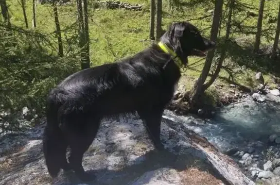 Animaux perdus , photo: Border collie noir disparu aux Orres