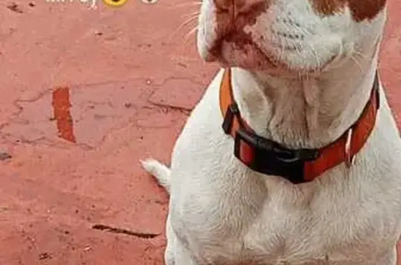 Perro Perdido en Sevilla: Pitbull Llamado Suerte