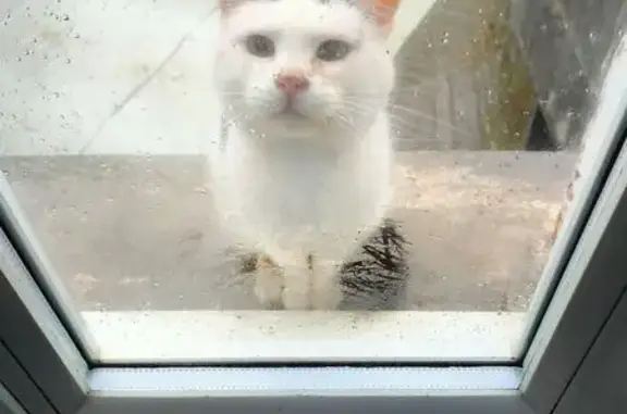 Animaux trouvés , photo: Chat blanc et noir trouvé à Chabrignac