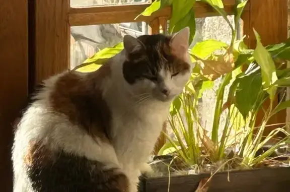 Chat perdu, Chambon-sur-Voueize, photo: Chatte tricolore perdue à Chambon-sur-Voueize