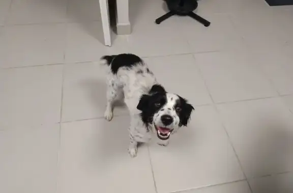Chien trouvé près de Puybarban-Pondaurat - photo