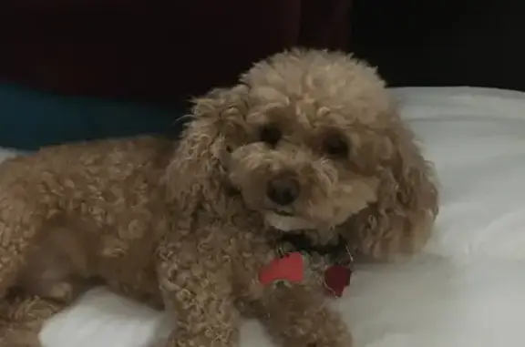 Lost Toy Poodle: Help Find Max in Houston