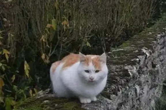 Chat blanc/orange trouvé, 1 an, non castré - photo