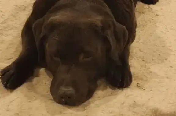 Animaux trouvés Ménestreau-en-Villette, photo: Chien Labrador chocolat trouvé à Ménestreau