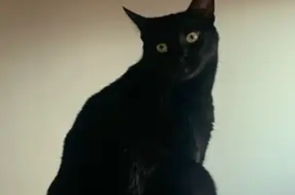 Chat noir perdu à Annecy, sociable - photo