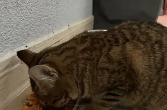 Chat perdu, Vigneux-sur-Seine, photo: Chat perdu à Vigneux-sur-Seine