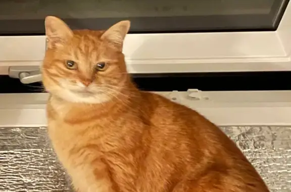 Chat perdu, Vauhallan, photo: Jeune chat roux disparu à Vauhallan
