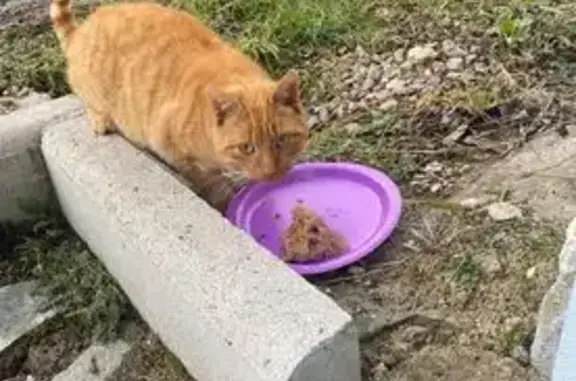 Animaux trouvés , photo: Chat roux affectueux trouvé à Doranges