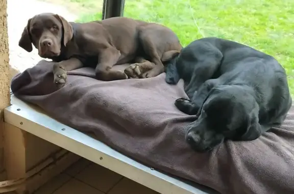 Deux labradors perdus à Givors - photo