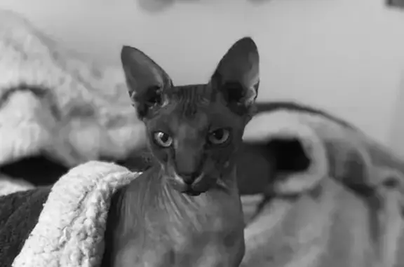 Chat Sphinx perdu le 25/12 à Dourdan - photo