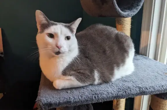 Lost Gray & White Cat on Pratts Rd, 26A