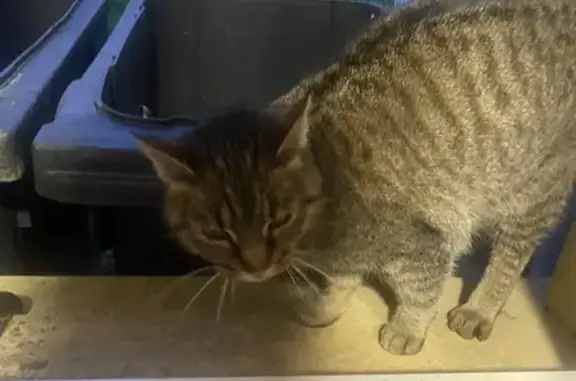 Animaux trouvés , photo: Chat tigré affamé, cherche foyer