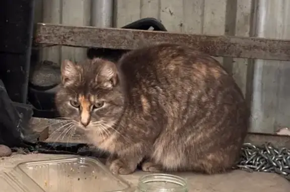 Chat trouvé quai de Brazza, Bordeaux - photo