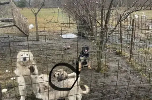 Lost: Young White Great Pyrenees, Bruno