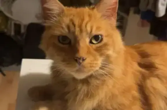 Lost Cat: Fluffy Orange Male on Plummer Ave