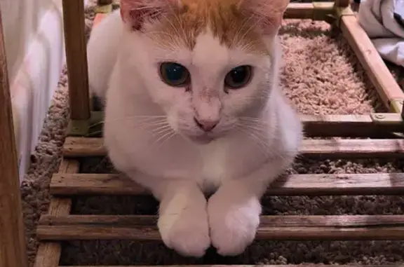 Lost Orange & White Cat on Thompson St