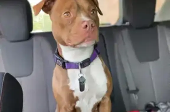 Lost Red Nose Pit Bull - $100 Reward