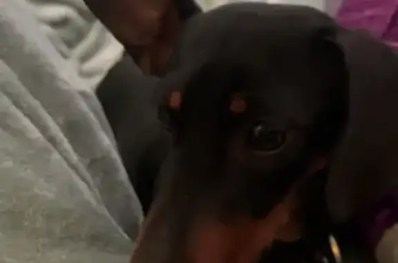 Missing: Mini Dachshund 'Penny' in Blacktown