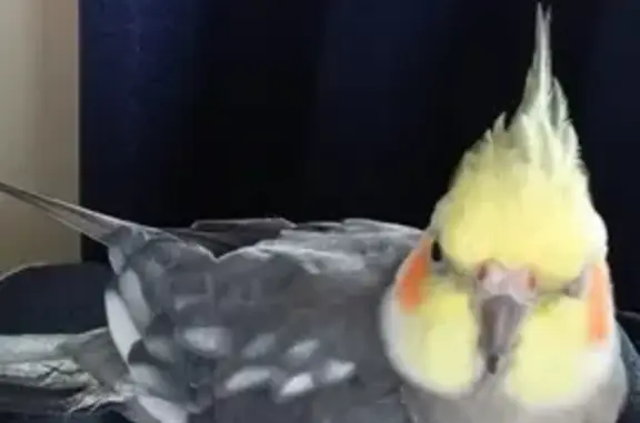 Lost Cockatiel: Ari, Grey & Yellow, Brisbane