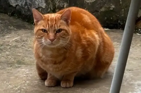 Chat roux trouvé à Metz, Rue de Villers - photo