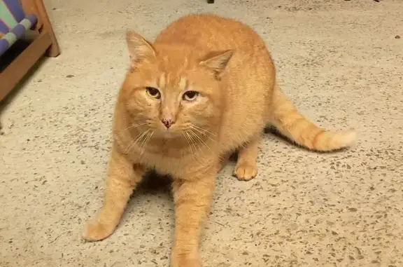 Chat roux mâle trouvé, craintif à Guidel - photo