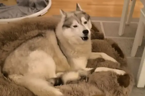 Chien perdu , photo : Husky perdu à Évellys : contactez-nous