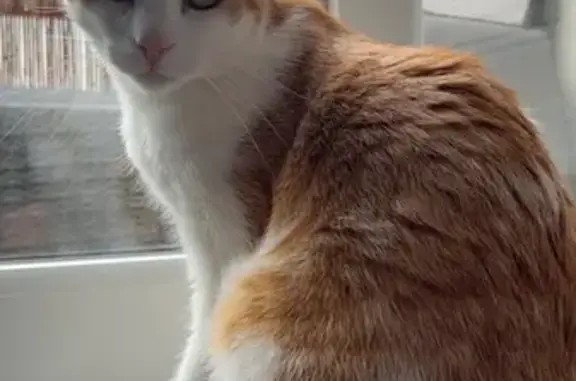 Animaux perdus Brumath, photo: Chat roux et blanc perdu à Brumath