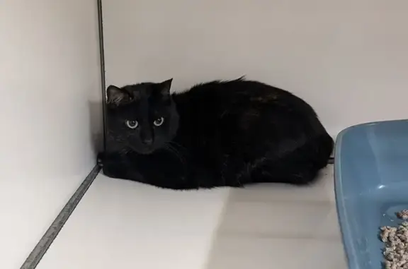 Chat femelle écaille trouvé à Vitré - photo