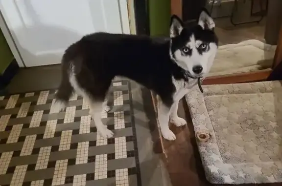 Chien perdu Pléneuf-Val-André, photo : Husky disparue à Pléneuf-Val-André
