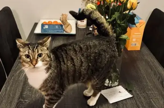 Lost Tabby Cat 'Matilda' in Kingston