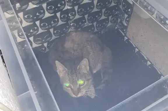 Chat trouvé , photo: Chat retrouvé près des poubelles à Adé