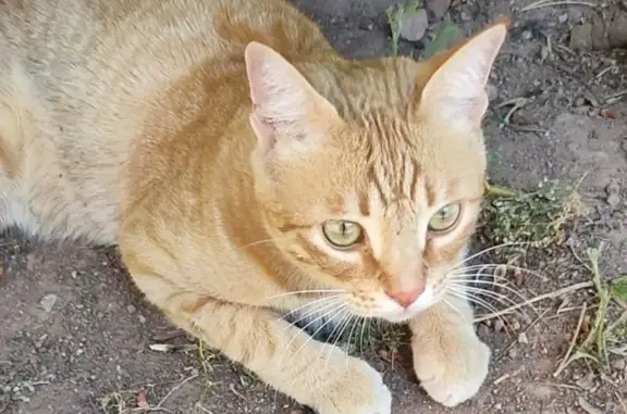 Animaux perdus Puget-sur-Argens, photo: Chat roux perdu à Puget-sur-Argens
