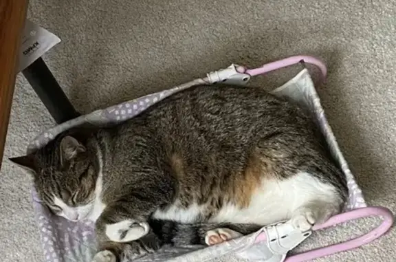 Animaux trouvés Taissy, photo: Chat tigré perdu à Taissy, contactez-nous !
