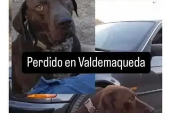 ¡Ayuda! Perro perdido en Valdemaqueda