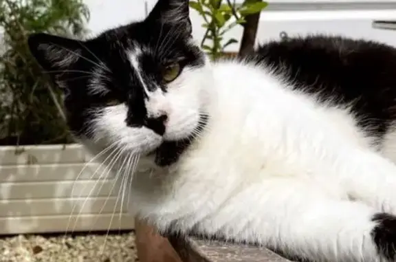 Chat perdu, Biarritz, photo: Chat noir et blanc perdu à Biarritz