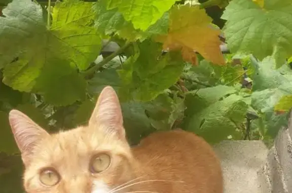 Animaux perdus Eymoutiers, photo: Chatte rousse disparue à Eymoutiers