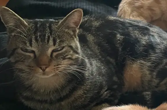 Chat perdu à Arnières-sur-Iton - photo