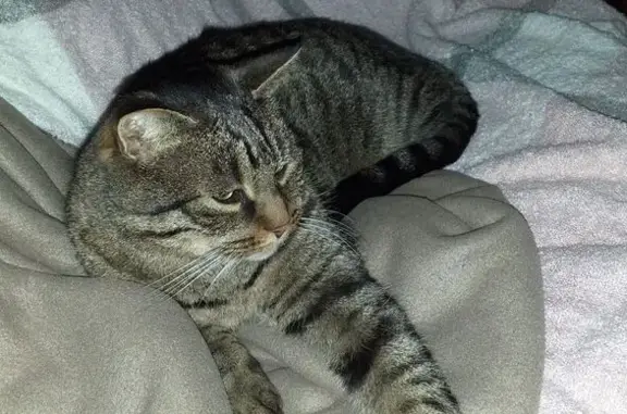 Animaux perdus , photo: Chat tigré 14 ans disparu à Crésantignes