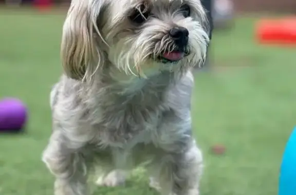 Help Find Silver: Lost Morkie in Dallas