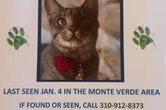 Missing Friendly Tabby in Santa Fe